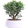 eGarden.store Pianta vera di Crassula Ovata Magical Tree Deco ceramica ornamentale da esterno