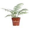 eGarden.store Pianta di Felce Arborea Dicksonia Antarctica vera tropicale da arredo interno