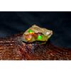 FIZAGEMS Naturale Etiope Opale Gioco Di Colore Welo Opale Grezzo Loose Gemme 18Crt RU48