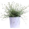 eGarden.store Pianta vera di Erigeron Karvinskianus fiore bianco/rosa tappezzante da esterno