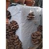 Funghi Pleurotus Balletta Kg 20