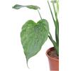 eGarden.store Pianta vera di Alocasia Cucullata v.17 cm tropicale ornamentale da interno