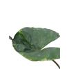 eGarden.store Pianta vera di Alocasia Macrorrhiza Stingray v.17 cm ornamentale da interno