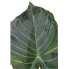 eGarden.store Pianta vera di Alocasia Regal Shield v.17 cm tropicale ornamentale da interno
