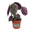 eGarden.store Pianta di Alocasia Cuprea Red Secret vera decorativa tropicale da arredo interno