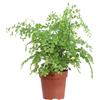 eGarden.store Pianta vera di Capelvenere Adiantum Raddianum Fragrans felce da interno