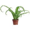eGarden.store Pianta vera di Felce Asplenium Antiquum Osaka ornamentale da arredo interno
