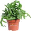 eGarden.store Pianta vera di Felce Asplenium Antiquum Hurricane ornamentale da arredo interno