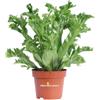 eGarden.store Pianta vera di Felce Asplenium Antiquum Leslie ornamentale da arredo interno