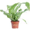 eGarden.store Pianta vera di Felce Asplenium Crocodylus ornamentale da arredo interno