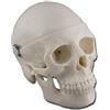 GIMA ALTAY - Riproduzione dettagliata di un mini cranio umano di dimensioni reali, 11X11Xh16,5 cm, 40165