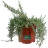 eGarden.store Pianta di Rosmarino Prostrato pianta vera tappezzante ornamentale da esterno