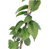 eGarden.store Pianta vera di Gelsomino d'Arabia Jasminum Sambac bianco rampicante da esterno