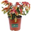 eGarden.store Pianta Gamberetto - Beloperone Guttata vera fiori arancio ornamentale da esterno