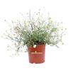 eGarden.store Pianta vera di Erigeron Karvinskianus fiore bianco/rosa tappezzante da esterno