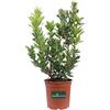 eGarden.store Pianta di Corbezzolo Pianta di Arbutus Unedo pianta da esterno pianta da frutto