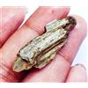 Gemma Nella Grezza Naturale Di Crisoberillo Occhio Di Gatto 17.55 Ct
