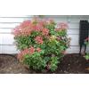 1 PIANTA DI PIERIS JAPONICA MOUNTAIN FIRE VASO 17CM