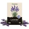 Does not apply Maxi Semi Lavanda Lavandula angustifolia 3000 Semi Pianta Perenne dal Profumo