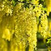 N/A Laburnum anagyroides - maggiociondolo (Vaso quadro 9x9x20 cm) - cm
