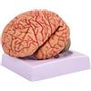 Modello Anatomico Etichettato Modello di Cervello con Codice Colore