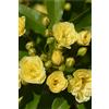 eGarden.store Pianta di Rosa Banksiae vera rampicante ornamentale vari colori da esterno