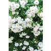 eGarden.store Pianta di Rosa Banksiae vera rampicante ornamentale vari colori da esterno