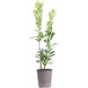 eGarden.store Pianta di Prunus Laurocerasus Novità Lauroceraso pianta vera decorativa da siepe