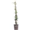 eGarden.store Pianta vera di Falso Gelsomino Rhyncospermum Asiaticum Pink Showers da esterno