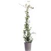 eGarden.store Pianta vera di Falso Gelsomino Rhyncospermum Jasminoides Star of Toscane giallo