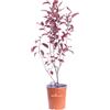 eGarden.store Pianta di Prunus X Cistena Ciliegio da Fiore arbusto vero ornamentale da esterno