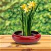 Pot di giardinaggio succulento di fiore ceramico idroponico 1pc