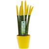 Sansevieria Cylindrica Velvet TouchZ® M 18cm con coprivaso in ceramica colorata