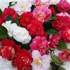 Vivai Mola della Badia Camellia japonica - camelia (Alveolo forestale) - 10-25cm