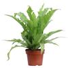 eGarden.store Pianta vera di Felce Asplenium Nidus Gioia ornamentale tropicale da interno