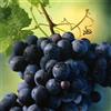 N/A Vitis labrusca - Uva Fragola nera (Alveolo forestale) - 40-60cm