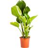 Strelitzia Nicolai Pianta Vera Elegante ed Ornamentale (Vaso 24 da Vivaio)