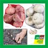 AGLIO DA SEMINA SEME SPAGNOLO ROSSO BIANCO 550GR TESTE DI AGLIO AGLI SEMI BULBI
