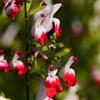 Vivai Mola della Badia Salvia microphylla - (fiore bicolore bianco rosso) salvia da fiore ornamentale (