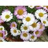 1 PIANTA DI ERIGERON VASO 18CM perenni
