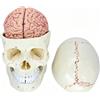 Cranio con Cervello a Grandezza Naturale Cranio Anatomico Smontabile per Medici
