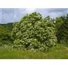 Vivai Mola della Abbadia srl Sambucus nigra - sambuco (Vaso quadro 9x9x20 cm) - cm