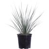 eGarden.store Pianta vera di Dasylirion Serratifolium Palma ornamentale in vaso da esterno