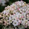 Vivai Mola della Abbadia srl Viburnum tinus cv. "eve price" - Tino Compatto (Vaso 18 cm) - 30-40cm