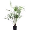 eGarden.store Pianta di Palma di San Pietro Chamaerops Humilis vera in vaso ornamentale