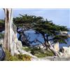 Vivai Mola della Badia Cupressus macrocarpa - cipresso di Monterey, cipresso limonato (Alveolo forestal