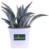 eGarden.store Pianta di Agave pianta succulenta ornamentale grassa vera con spine da esterno
