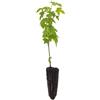 Vivai Mola della Badia Liquidambar styraciflua - storace americano (Alveolo forestale) - 25-50cm