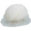 Modello Anatomico Del Cervello Umano Realistico per Laboratorio