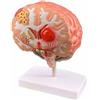 Modello di Cervello Medico Modello Anatomico Del Cervello Educativo
